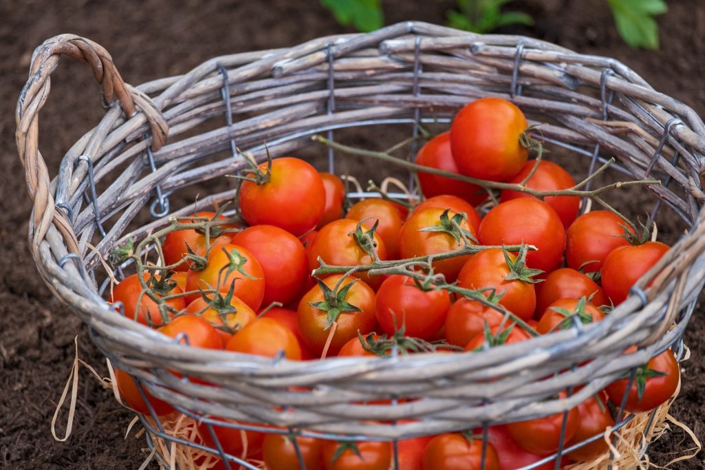 Garden coaching grow vegetables